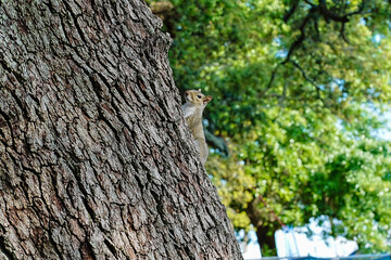 squirrel on tree