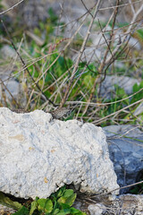 Lizard poking his head up
