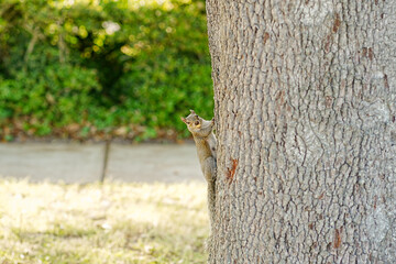 Friendly little squirel