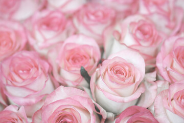 A close up of pink roses with a soft, romantic feel. The roses are arranged in a way that creates a...