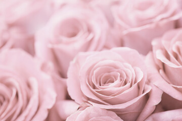 A close up of pink roses with a soft, romantic feel. The roses are arranged in a way that creates a...