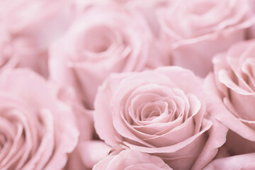 A close up of pink roses with a soft, romantic feel. The roses are arranged in a way that creates a sense of depth and texture, with some roses overlapping each other and others standing out