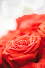 A close up of a red rose with a white background. The rose is the main focus of the image, and it...