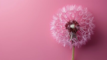 Dandelion on Pink Background