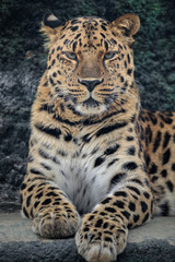 Portrait of a the Amur leopard (Panthera pardus orientalis). East Siberian leopard. Red List