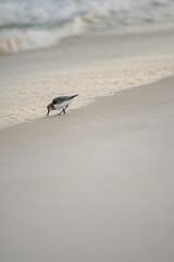 bird on the beach