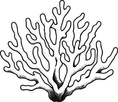Corail - Dessin au trait line art, vecteur noir avec contour isol&eacute; fond transparent. Style minimaliste, peut convenir a page de livre de coloriage, journal, agenda, cahier.