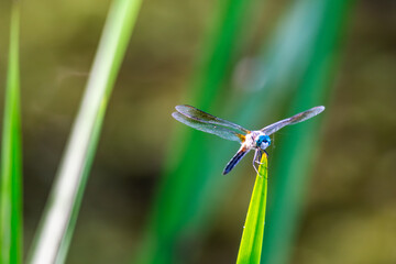 A male blue dasher dragonfly sits lightly on a reed next to a lake.