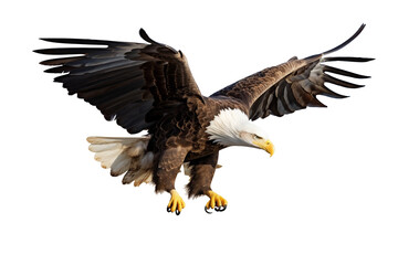Obraz premium Bald Eagle in Flight on Transparent Background