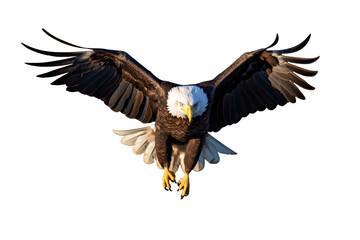 Obraz premium Bald Eagle in Flight on Transparent Background
