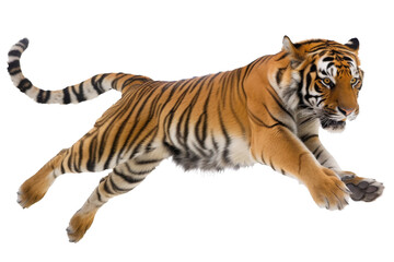 Obraz premium Dynamic Tiger in Action Isolated on Transparent