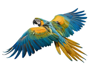 Fototapeta premium Vibrant Blue and Yellow Macaw in Flight