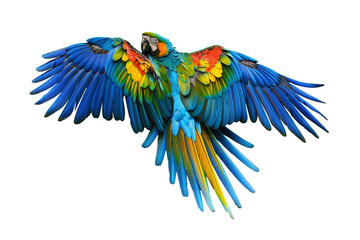 Obraz premium Vibrant Blue and Yellow Macaw in Flight