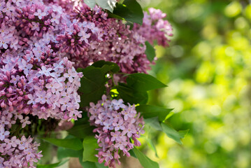 Lilac tree Blossoms in the spring garden. Beautiful soft Macro photo of purple lilac flowers with a blurred background.