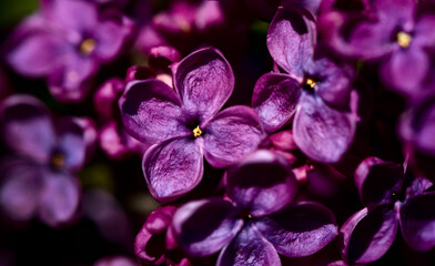 Macro shot bright violet lilac flowers. Abstract romantic floral background.