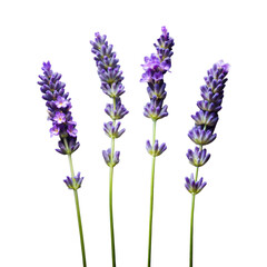 Lavender Flowers in Full Bloom Isolated on Transparent Background