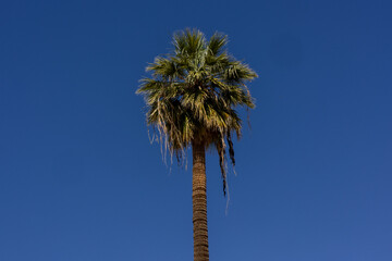 Palm tree and blue sky