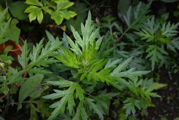 Mugwort leaves. The young buds are used to make rice cakes and have many medicinal properties and are said to be the queen of herbs.
