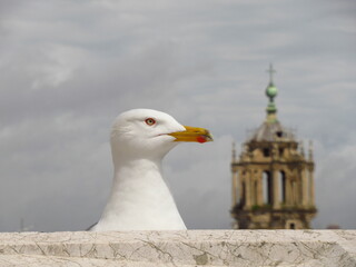 Seagull in roma
