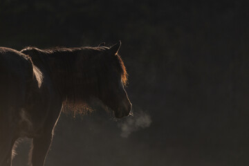 Pferd in kühler Morgenidylle