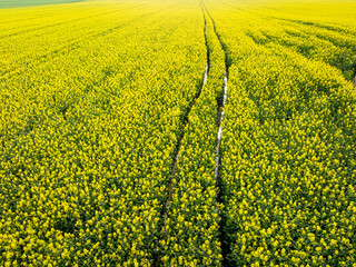 Tractor tracks in yellow rape flowers and in spring. - obrazy, fototapety, plakaty