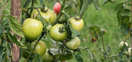 Growing of green tomatoes in the garden. Tied plant. Stages of vegetable ripening. Small harvest...