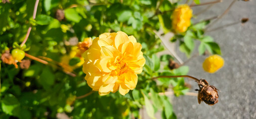 Dahlia close-up on a blurry very beautiful background.