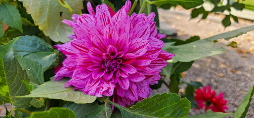 Dahlia close-up on a blurry very beautiful background.