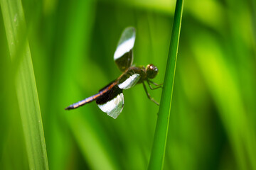 An immature male widow skimmer dragonfly sits lightly on reed next to a lake in Wisconsin.