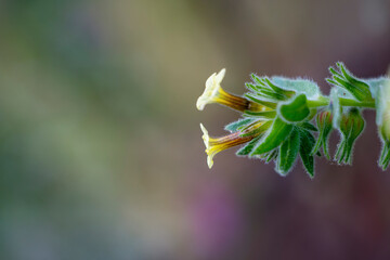 A small wild flower with nature background. Beautiful yellow flowers.