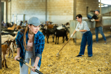 Young female farmer, engaged in breeding goats, cleaning goat shed to keeps hay bedding clean and...