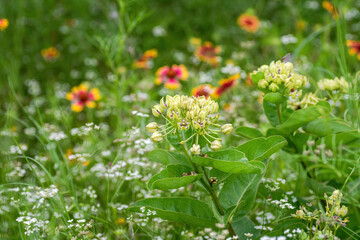 Spring wildflower in full bloom on rural country roadside in Texas Hill Country
