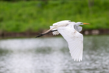 Closeup of  white heron, or great egret, in flight.