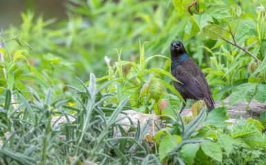 Portrait of a common grackle in spring.