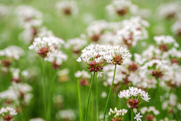 Spring wildflower in full bloom on rural country roadside in Texas Hill Country