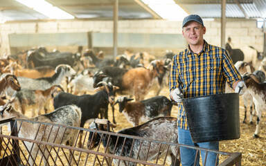 Portrait of positive livestock farm owner working in stall with domestic goats, carrying large...