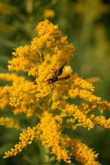 Wasp on goldenrod flower. Toronto, Canada.