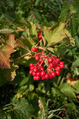 Fototapeta premium Bunch of red viburnum berries with green leaves in the garden. Viburnum is a symbol of Ukrainian culture.