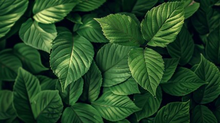 Lush Green Leaf Texture Close-up.
