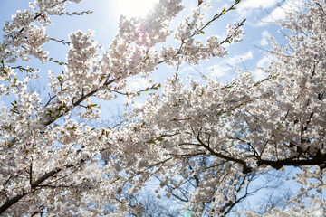 Cherry blossoms in springtime with blue sky and white clouds. High Park, Toronto.