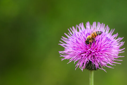 Summer wildflowers in full bloom, Austin, Texas native plants cactus blowers