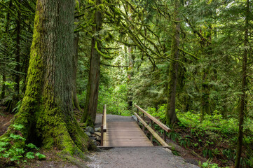 Hiking trail bridge through Bridal Veil Falls Provincial Park. The landscape encompassing the park is characterized by low elevation valleys and lush, rounded mountains and a rain forest environment. 