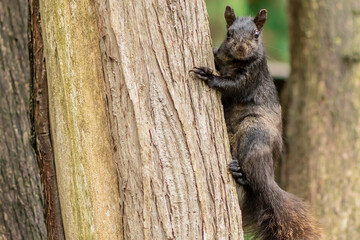 Squirrel at The Royal Dominion Arboretum in Ottawa, Ontario Canada