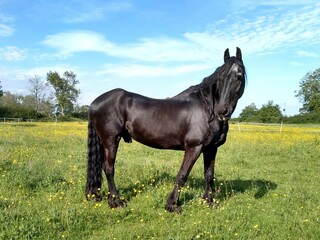 Big black Friesian horse in a field of yellow flowers during Spring