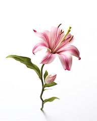 Fototapeta premium pink lily isolated on white background