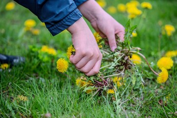 Close up of boy hands pulling and removing Dandelions weeds plant permanently from green lawn....