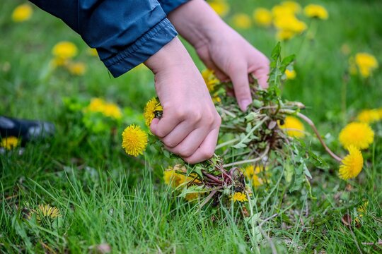 Close up of boy hands pulling and removing Dandelions weeds plant permanently from green lawn. Spring garden lawn care and weed control concept background.