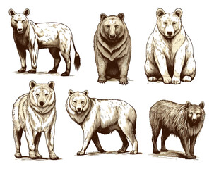 Fox and raccoon, dog Deer and hare, panther and wolf monkey Polar bear and lion, Brown bear and bull.. Animal in vintage style. Retro vector illustration. Doodle style. Hand drawn engraved sketch