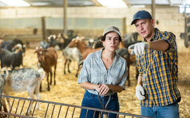 Skilled young farmer man and woman discussing goat care while working in shed. Concept of...