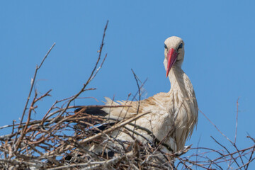 bocian , stork